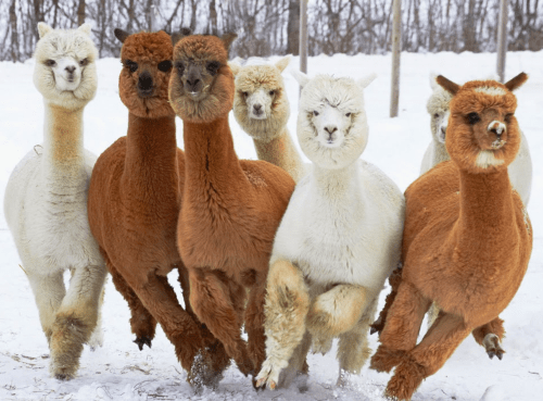 A group of six alpacas, in various colors, running playfully through the snow.