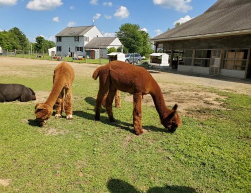 Two alpacas grazing on green grass in a sunny field, with a barn and house in the background.