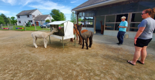 A group of four alpacas eating from a feeder, with two people observing in a farm setting.
