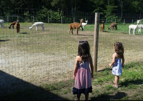 Two children watch a group of alpacas in a fenced field on a sunny day.