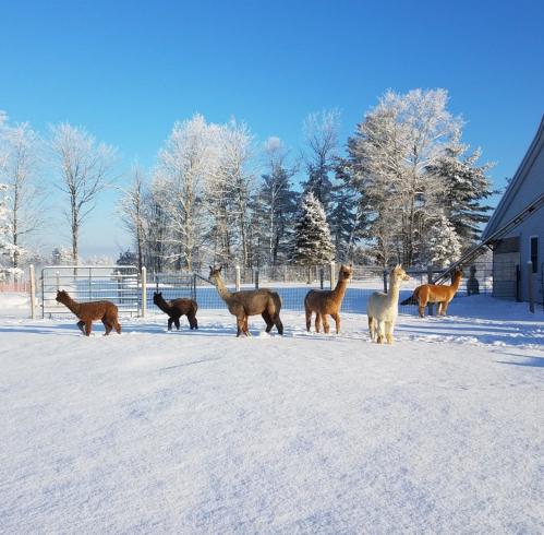 A group of alpacas standing in a snowy field with trees in the background under a clear blue sky.