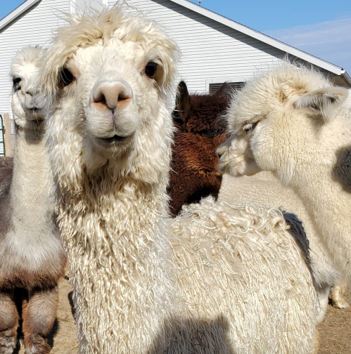 A group of fluffy alpacas, with one prominently in the foreground, showcasing their soft, curly fur.