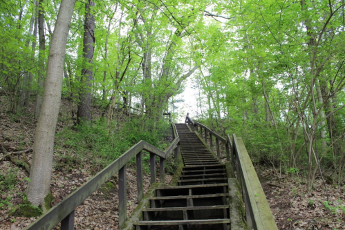 A wooden staircase leads up through a lush green forest, surrounded by trees and foliage.