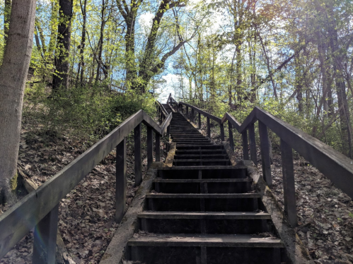 A wooden staircase leads up through a lush, green forest under a bright blue sky.