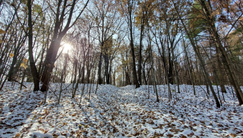 A snowy forest path surrounded by trees, with sunlight filtering through the branches on a clear day.
