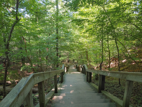 A wooden staircase leads down through a lush, green forest with dense trees and sunlight filtering through the leaves.