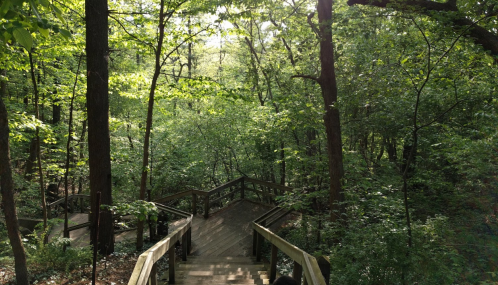 Wooden stairs lead down through a lush green forest, surrounded by trees and sunlight filtering through the leaves.