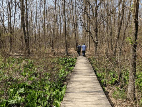 Two people walk along a wooden path through a wooded area with green plants on either side.