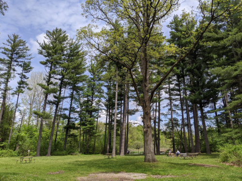 A serene park scene with tall trees, green grass, and picnic tables under a partly cloudy sky.