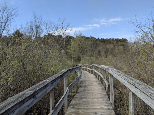 A wooden boardwalk winds through a lush, green landscape under a clear blue sky.