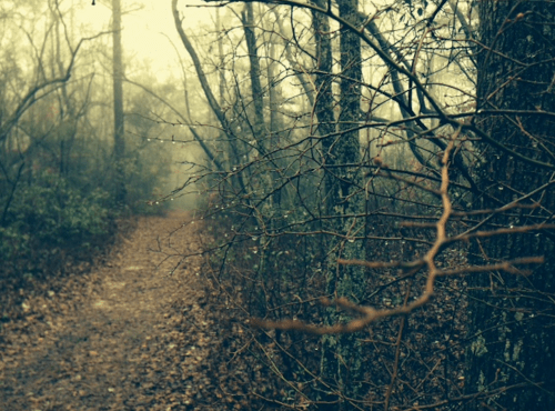 A misty forest path lined with bare trees and fallen leaves, creating a serene, atmospheric scene.