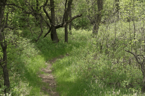 A winding dirt path through a lush green forest with trees and underbrush.