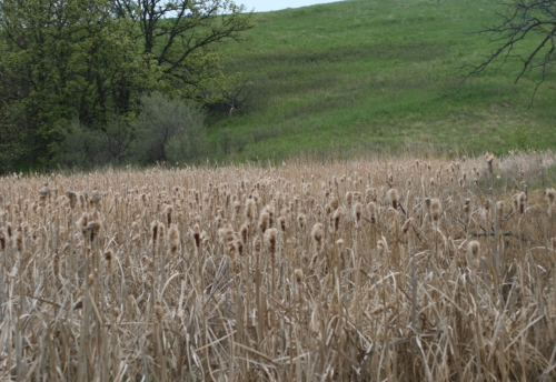 A field of tall, dry grasses and cattails with a green hillside and trees in the background under a cloudy sky.