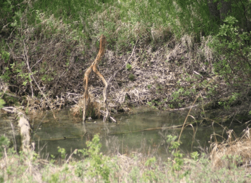 A small, still body of water surrounded by grass and shrubs, with a twisted branch emerging from the water's edge.