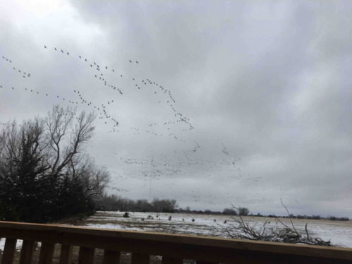 A cloudy sky filled with flocks of birds flying over a snowy landscape and trees.
