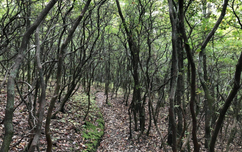 A dense forest path surrounded by tall, thin trees and scattered fallen leaves on the ground.