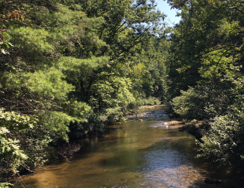 A serene river flows through a lush green forest, surrounded by trees and foliage under a clear blue sky.