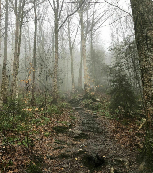 A misty forest path surrounded by bare trees and damp ground, creating a serene, mysterious atmosphere.