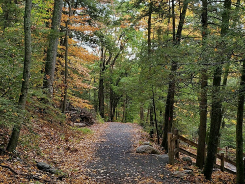 A serene forest path lined with trees, showcasing vibrant autumn foliage and a carpet of fallen leaves.