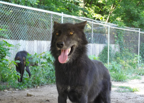 A close-up of a black wolf with bright yellow eyes, standing in a natural setting with greenery and a fence in the background.