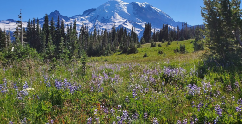 A vibrant meadow filled with wildflowers, set against a backdrop of a snow-capped mountain under a clear blue sky.