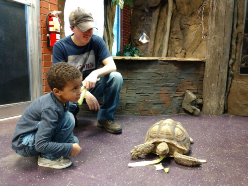 A child and an adult observe a tortoise eating lettuce in a zoo-like setting.