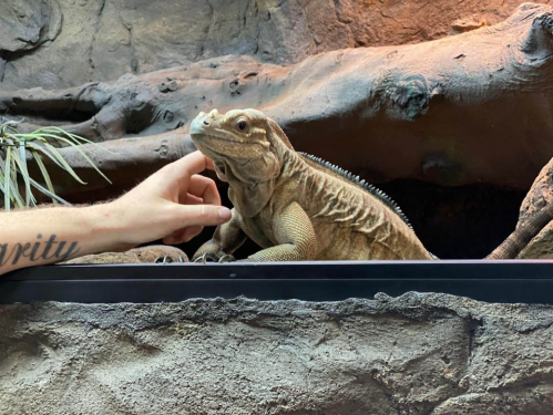 A hand gently touches a lizard in a rocky enclosure with plants in the background.