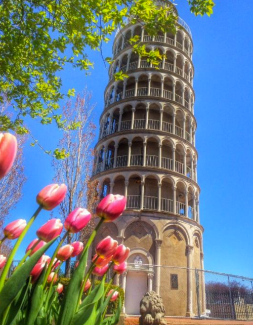 The Leaning Tower of Pisa surrounded by colorful tulips under a clear blue sky.