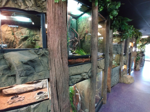 A row of glass terrariums with naturalistic decor, featuring plants and rocks, in a dimly lit exhibit space.