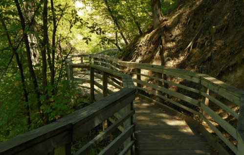 A winding wooden boardwalk through a lush green forest, surrounded by trees and sunlight filtering through the leaves.