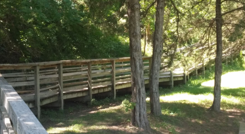 A wooden boardwalk winding through a lush green area, surrounded by trees and grass.