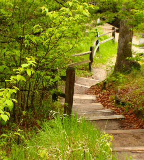 A winding dirt path with wooden steps, surrounded by lush green foliage and trees.