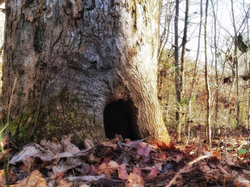 A large tree trunk with a hollow opening at its base, surrounded by fallen leaves and forest undergrowth.