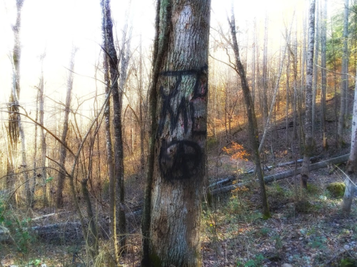 A tree in a forest with graffiti featuring the letters "R" and "E" alongside a peace symbol, surrounded by autumn foliage.