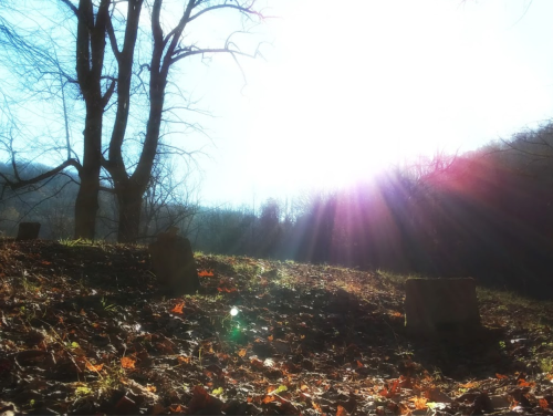 A sunlit landscape with a tree and scattered leaves, featuring faint gravestones in a serene, wooded area.