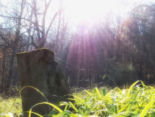 A sunlit scene featuring a moss-covered stone amidst vibrant green grass and trees in the background.