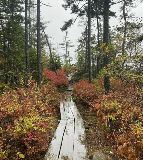 A wooden path through a misty forest, surrounded by vibrant autumn foliage and tall trees.