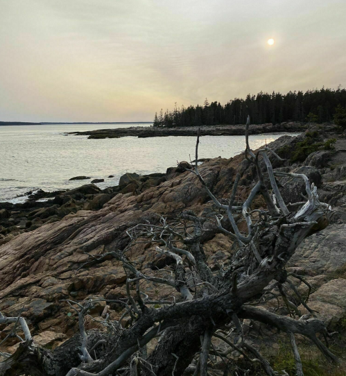 A rocky shoreline at sunset, with a gnarled tree branch in the foreground and a calm sea in the background.