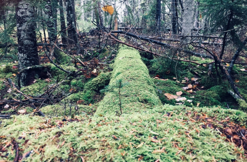 A moss-covered log lies on the forest floor, surrounded by trees and scattered branches in a serene woodland setting.