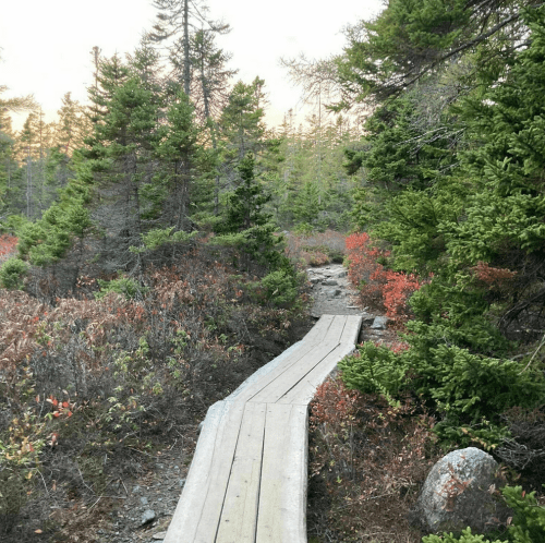 A wooden path winds through a forest with green trees and hints of autumn colors in the underbrush.