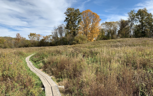 A winding wooden path through a grassy field with autumn trees under a blue sky.