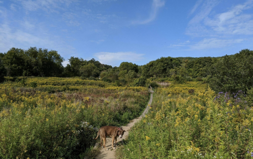 A dog walks along a path through a vibrant field of wildflowers under a blue sky.