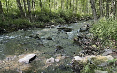 A serene stream flows through a lush green forest, with rocks scattered along the water's edge.