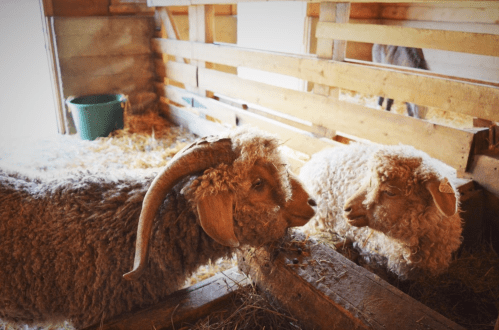 Two sheep in a barn, one with large horns, interacting near a wooden feeding trough filled with hay.