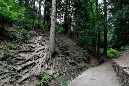 A tree with exposed roots on a forested hillside, surrounded by greenery and a winding path.