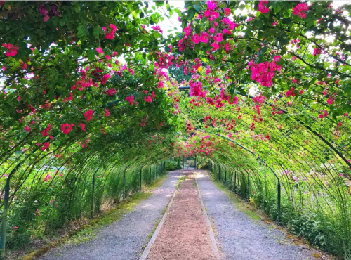 A picturesque pathway lined with vibrant pink flowers arching overhead, creating a serene garden tunnel.