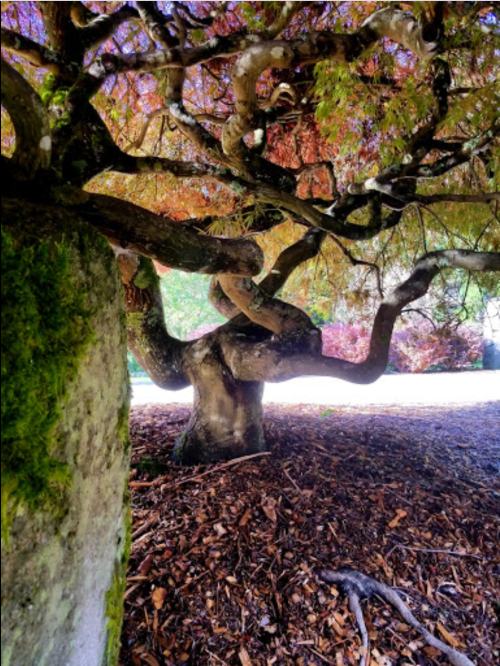 A gnarled tree with vibrant autumn leaves, surrounded by mulch and mossy stones, creating a serene natural scene.