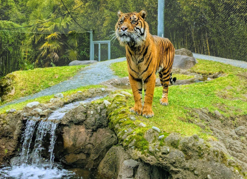 A tiger stands on a rocky ledge near a small waterfall, surrounded by greenery and a mesh enclosure.