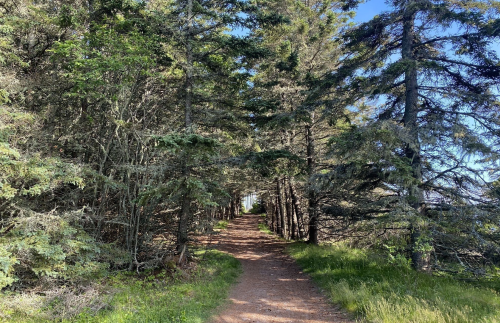 A narrow dirt path winding through a dense forest of tall trees and greenery under a clear blue sky.
