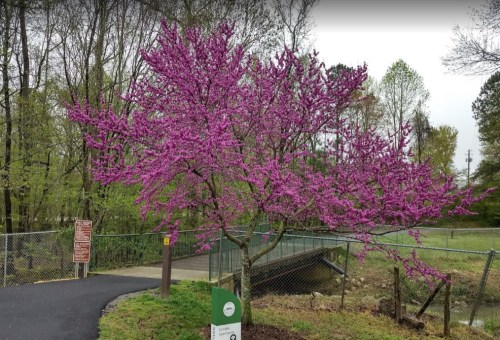 A vibrant pink flowering tree beside a path and bridge, surrounded by greenery and a fence.